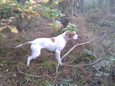 des Rives de Saint Brice - Vends Gaïna pointer femelle