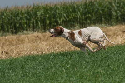 des Rives de Saint Brice - CHAMPIONNAT EUROPE DE CHASSE PRATIQUE 2012