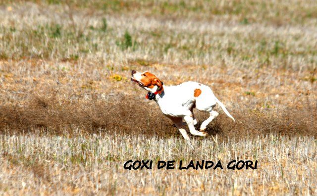 des Rives de Saint Brice - saillie huna goxi de landa gori