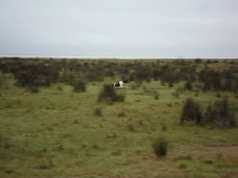 Journée becassine