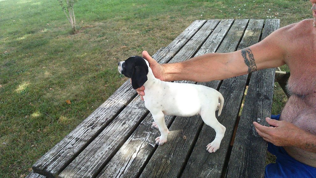 Chiots de Huna et Goxi de Landa Gori
