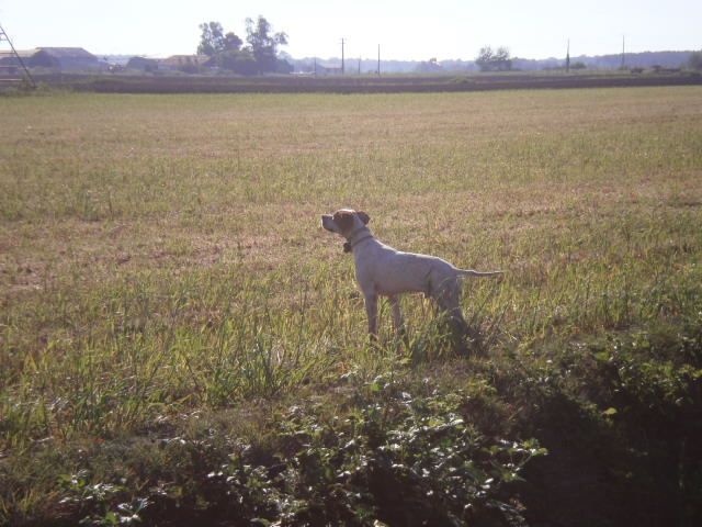 harri