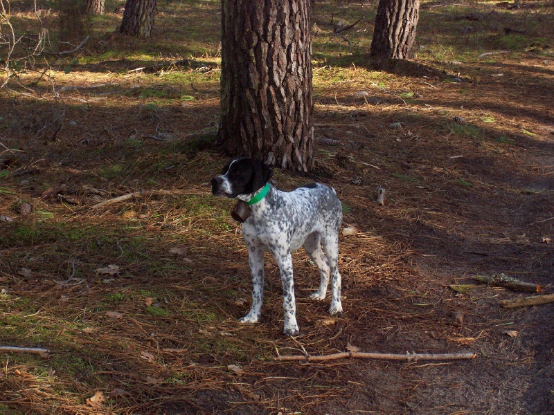 Sortie des chiens avant départ (15/01/2011)